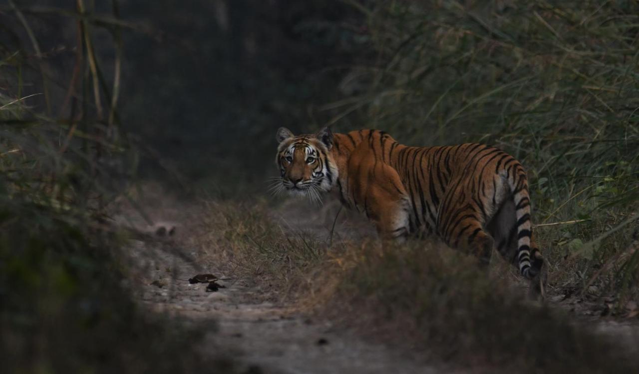 Eden Jungle Resort Sauraha Esterno foto