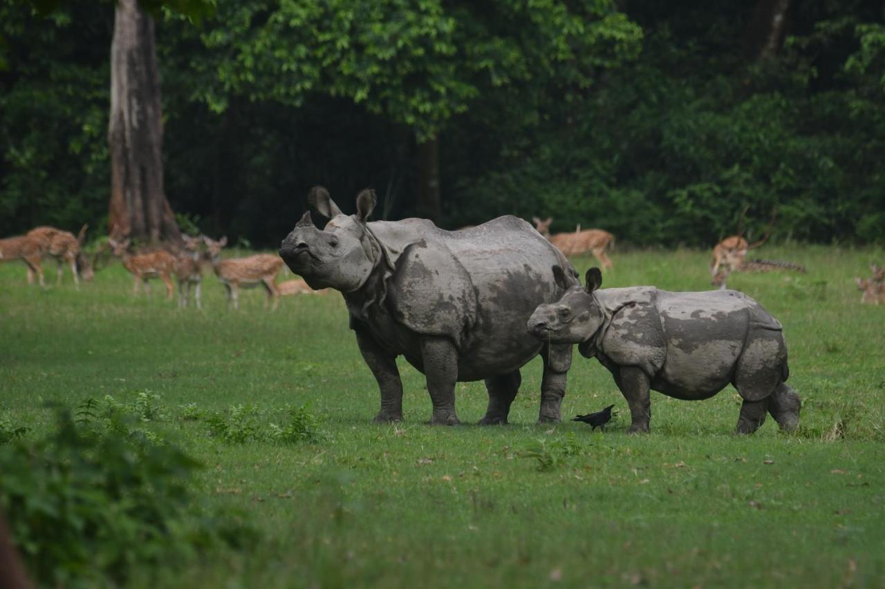 Eden Jungle Resort Sauraha Esterno foto