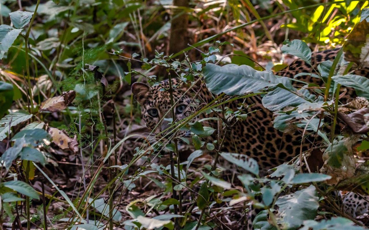 Eden Jungle Resort Sauraha Esterno foto