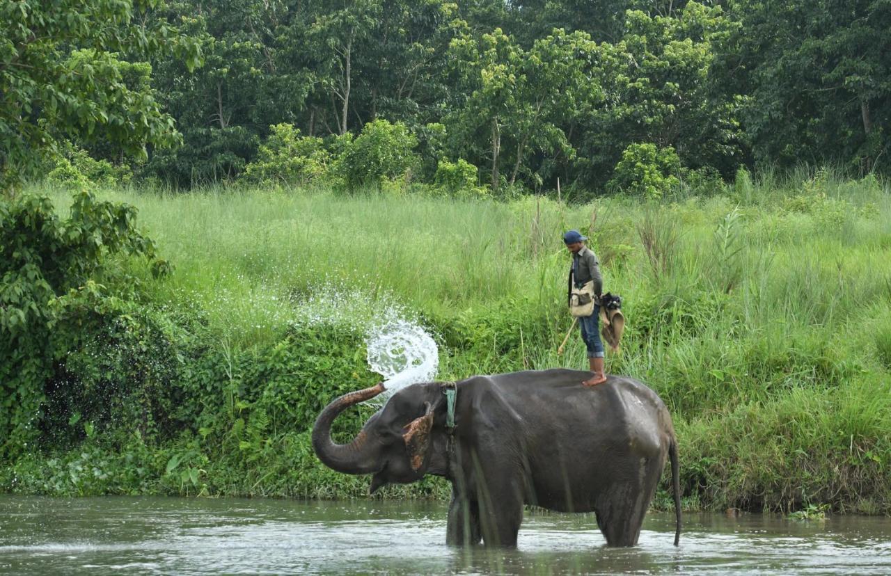 Eden Jungle Resort Sauraha Esterno foto