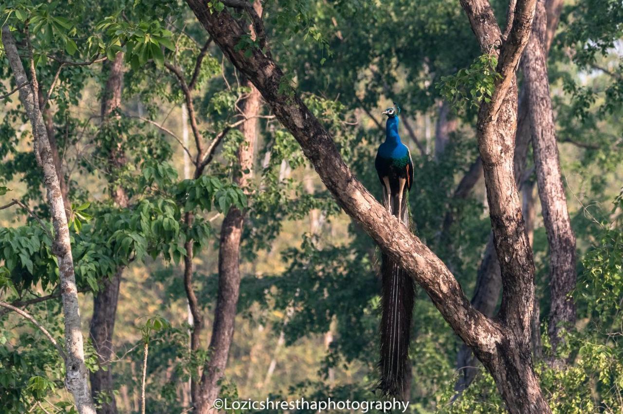 Eden Jungle Resort Sauraha Esterno foto
