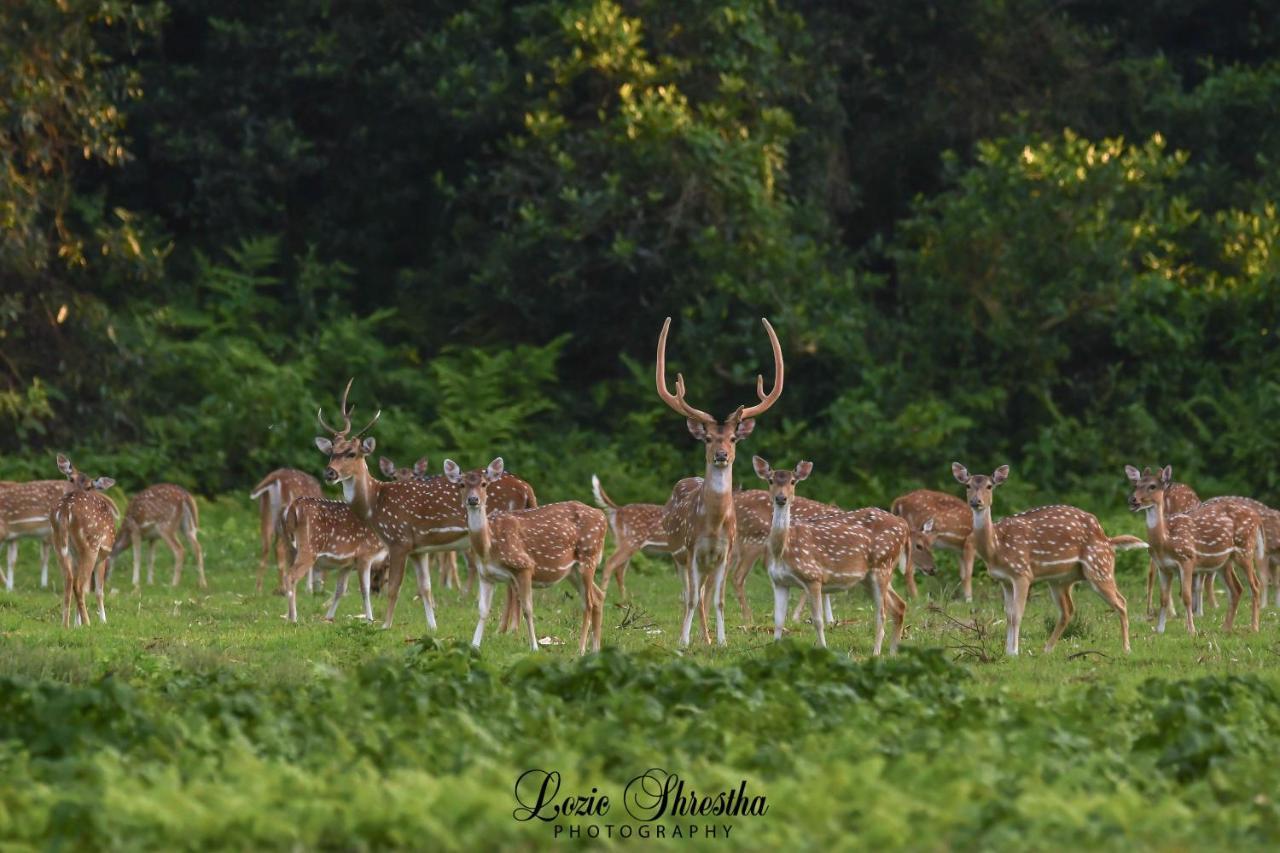 Eden Jungle Resort Sauraha Esterno foto