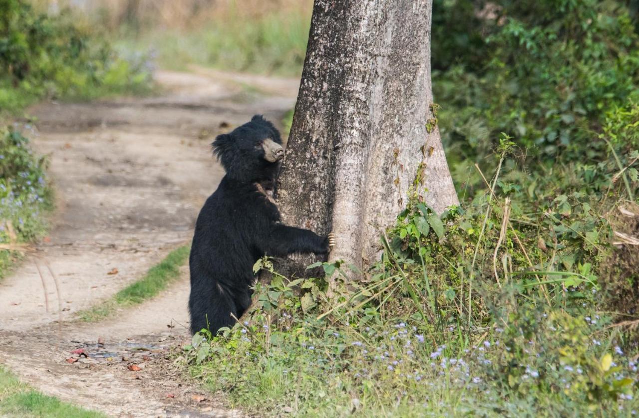 Eden Jungle Resort Sauraha Esterno foto