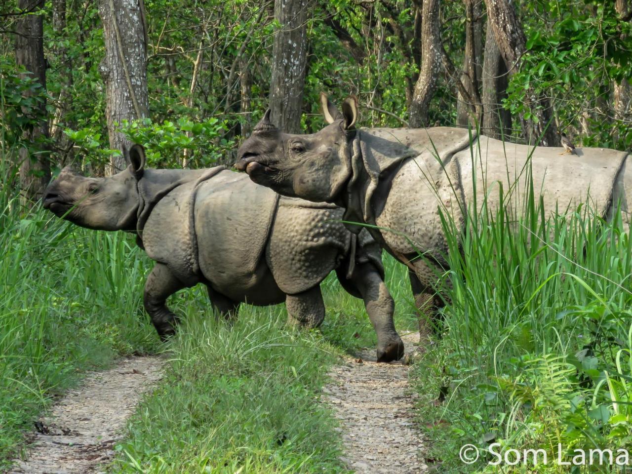 Eden Jungle Resort Sauraha Esterno foto