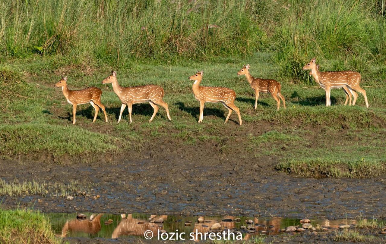 Eden Jungle Resort Sauraha Esterno foto