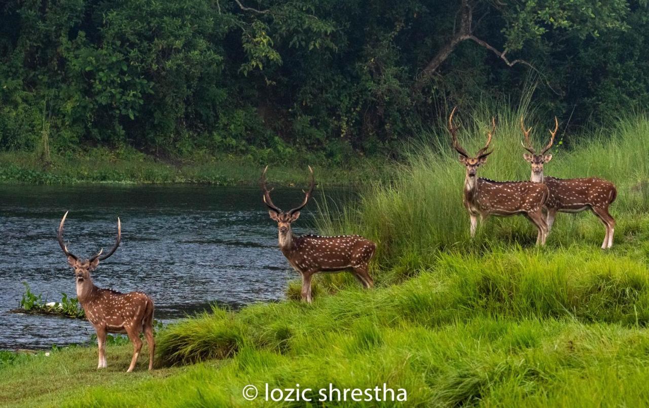 Eden Jungle Resort Sauraha Esterno foto
