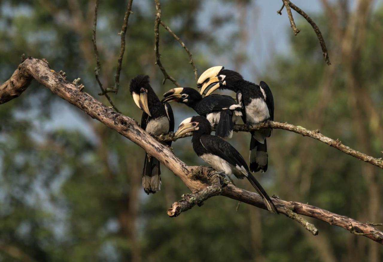 Eden Jungle Resort Sauraha Esterno foto