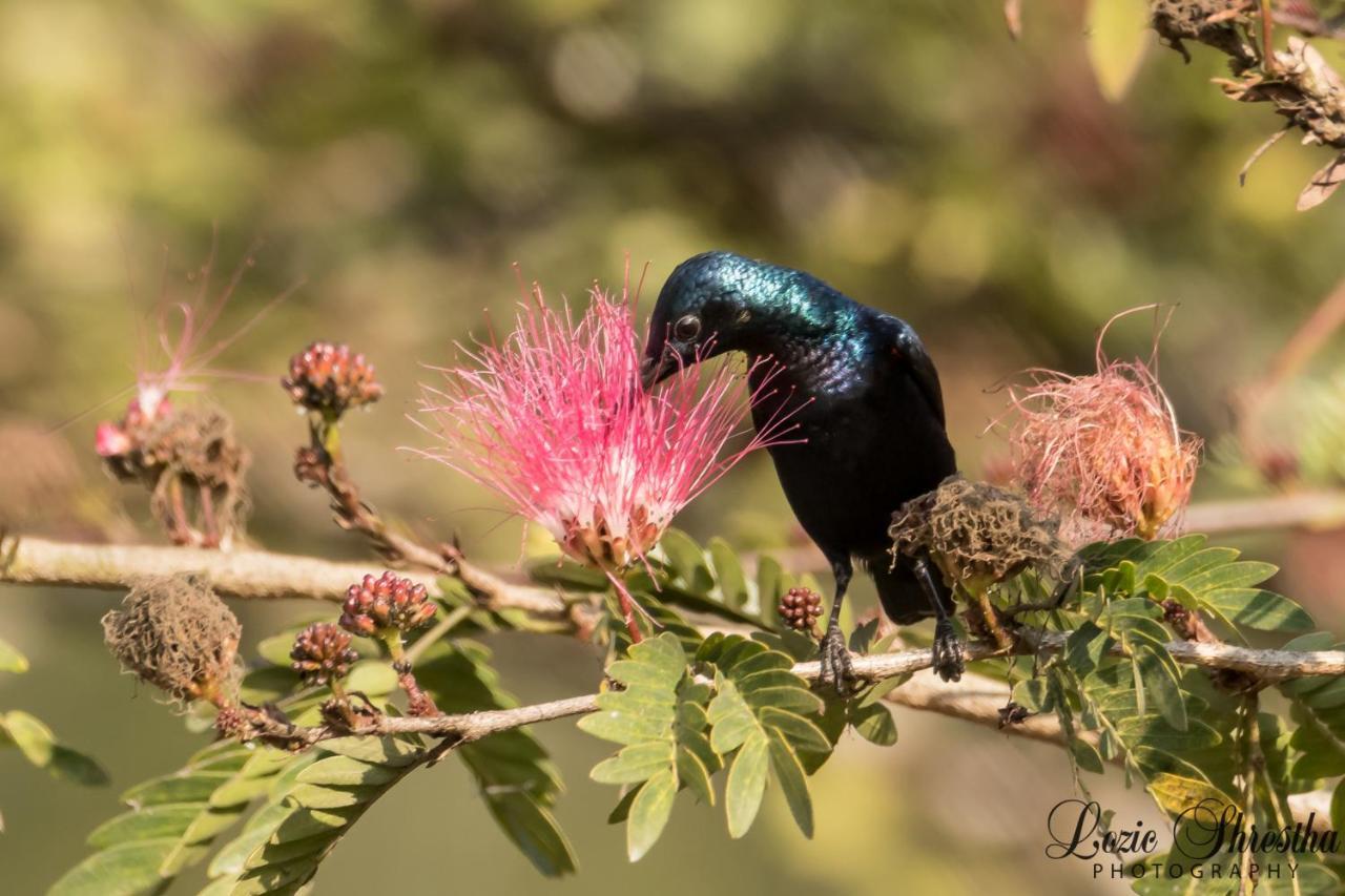 Eden Jungle Resort Sauraha Esterno foto