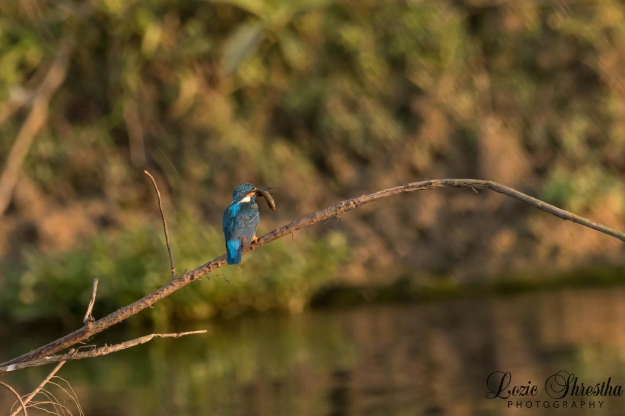 Eden Jungle Resort Sauraha Esterno foto
