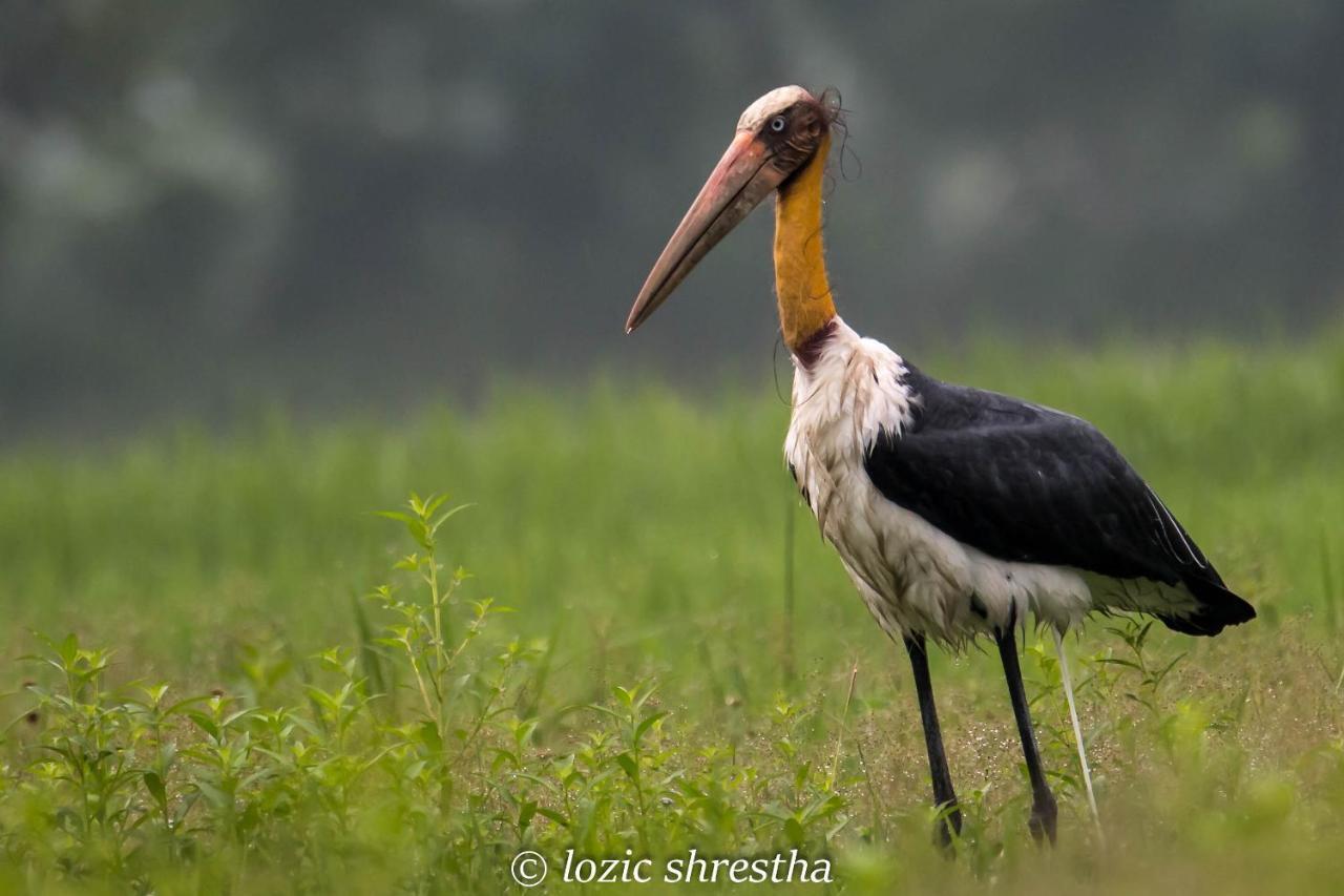 Eden Jungle Resort Sauraha Esterno foto