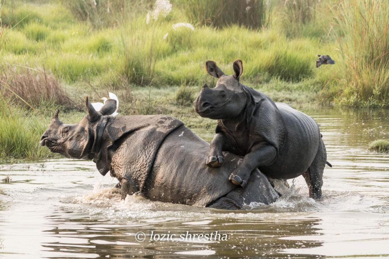 Eden Jungle Resort Sauraha Esterno foto